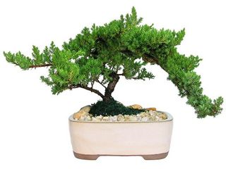 Eve's Garden Japanese Juniper Bonsai Tree, 10 Years Old Japanese Juniper, Planted in 10 Inch Ceramic Container, Outdoor Bonsai !!! Cannot Ship to Ca California & Hi Hawaii !!!