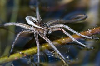 A fishing spider waits for its prey.