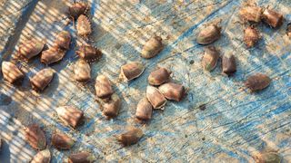 Stink bugs on surface