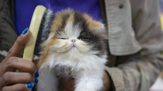 a person brushes a fluffy calico kitten