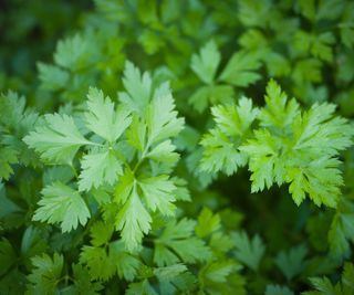 parsley leaves