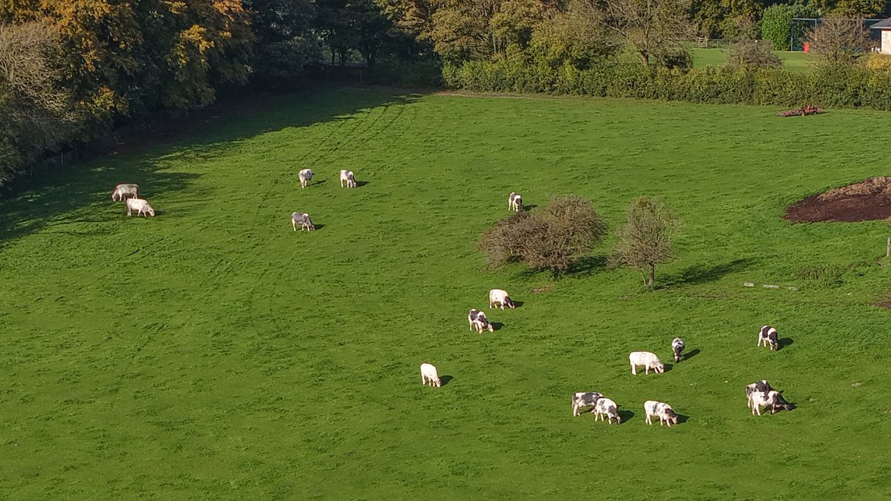 A shot of cows in a distant field, taken with a DJI Air 3S drone