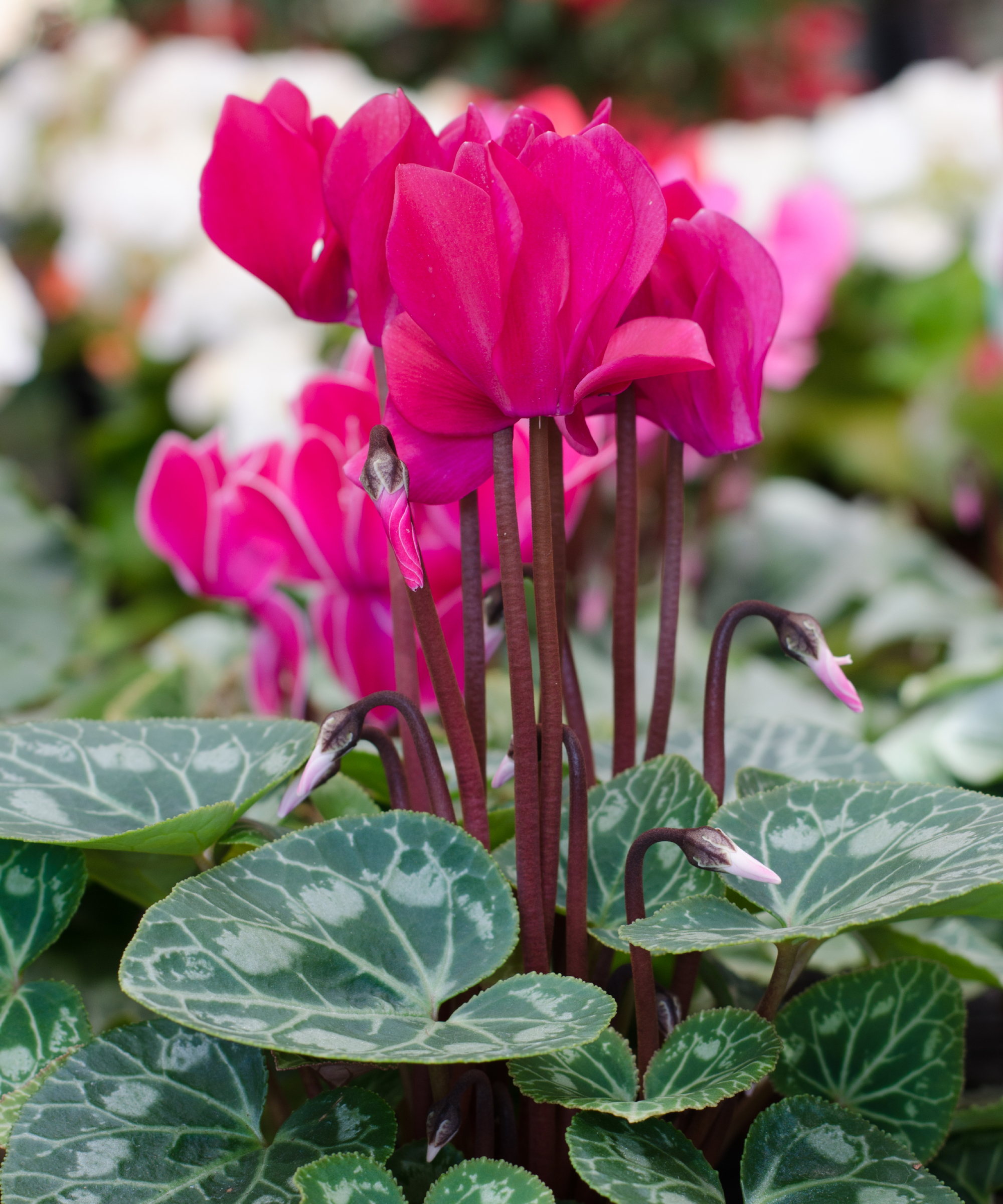 Cyclamen hederifolium