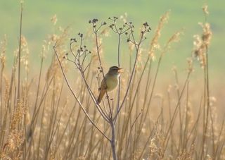 RSPCA Young Photographer Awards