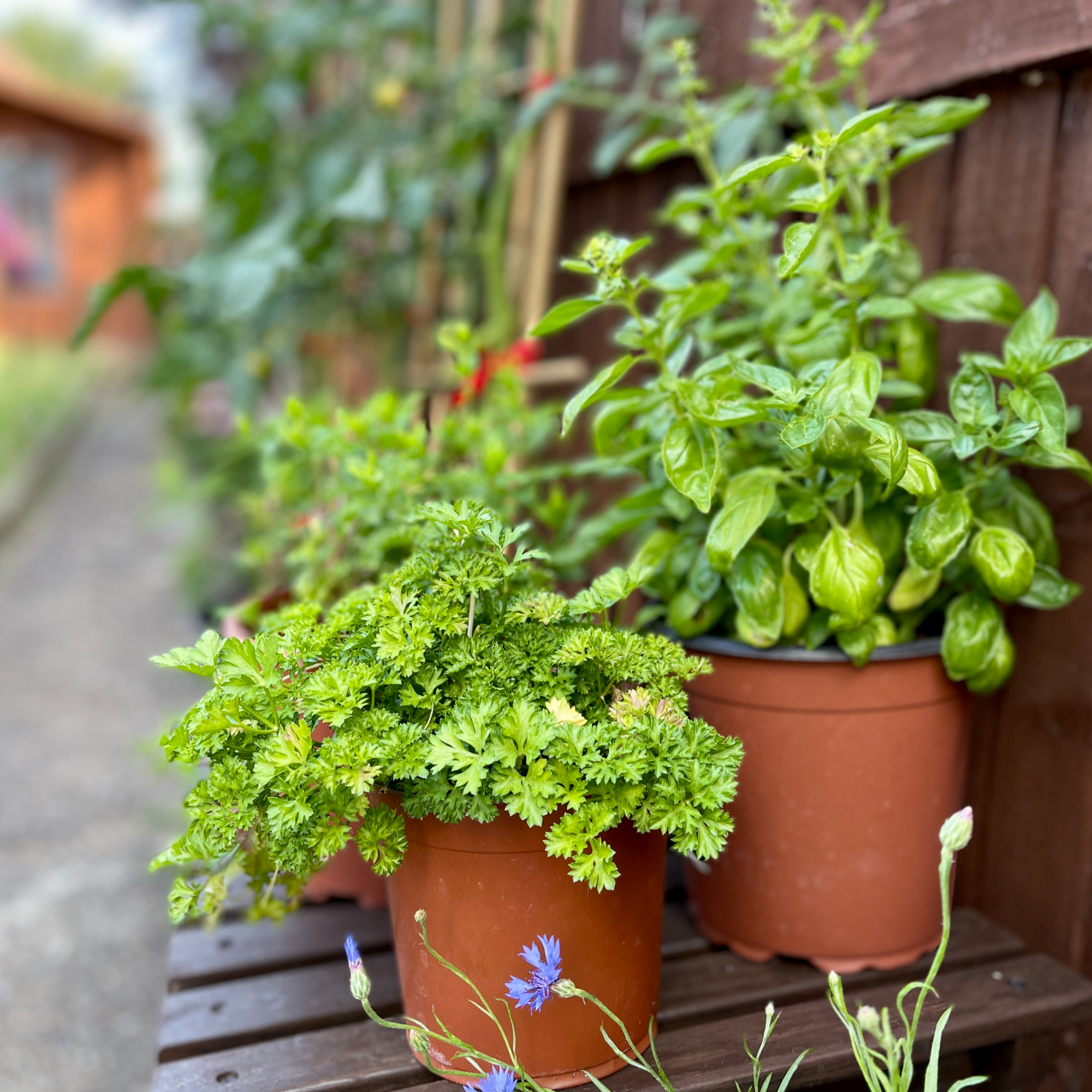 Growing herbs in pots
