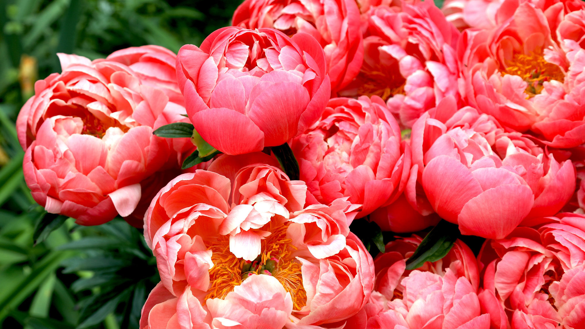 cluster of coral charm peonies in garden border