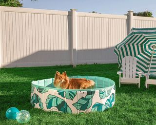 A dog inside an inflatable pet paddling pool in backyard with striped green and white parasol