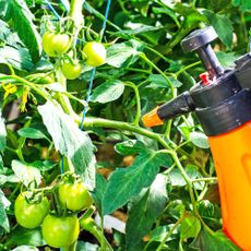 Spraying tomatoes with homemade bug spray
