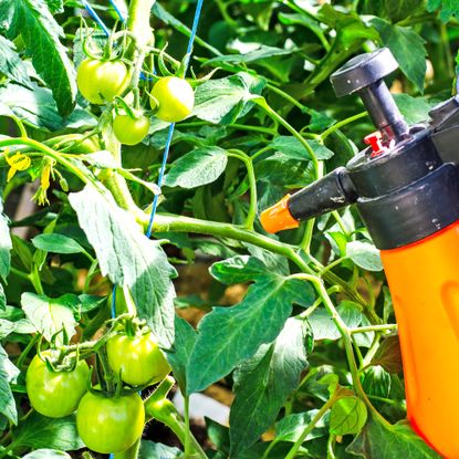 Spraying tomatoes with homemade bug spray
