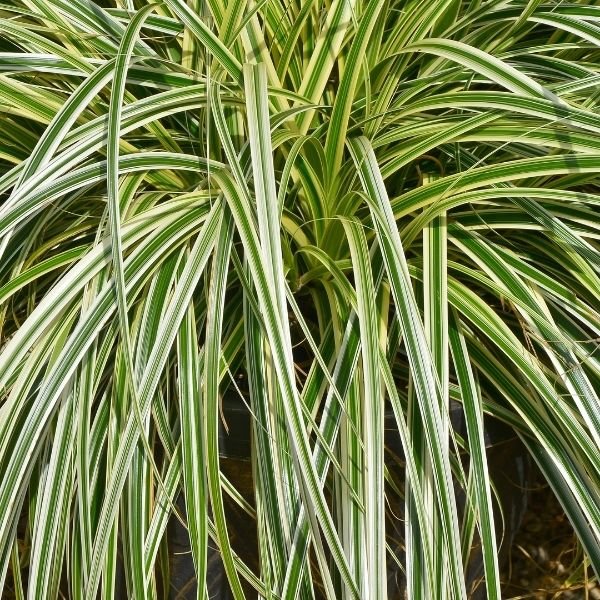 Feather Falls&amp;trade; Sedge Grass