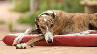 Greyhound lying on a mat