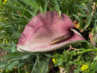 This plant, called the "dead horse arum" produces the stench of rotting meat, attracting carrion-seeking blowflies which act as pollinators.