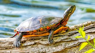 Wild turtle sunbathing on log