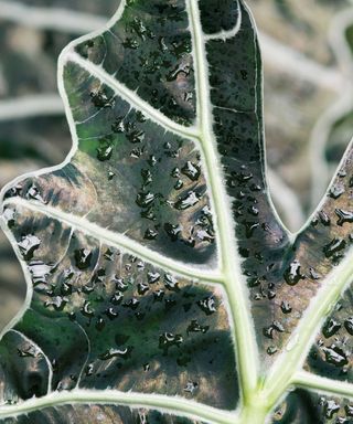 close-up of alocasia leaf with water droplets