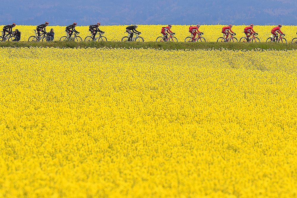 Flowers frame the Romandie peloton