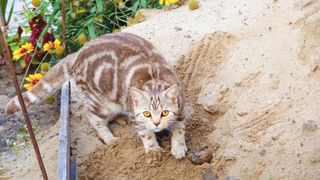 Marbled cat covering up faces in outdoor latrine