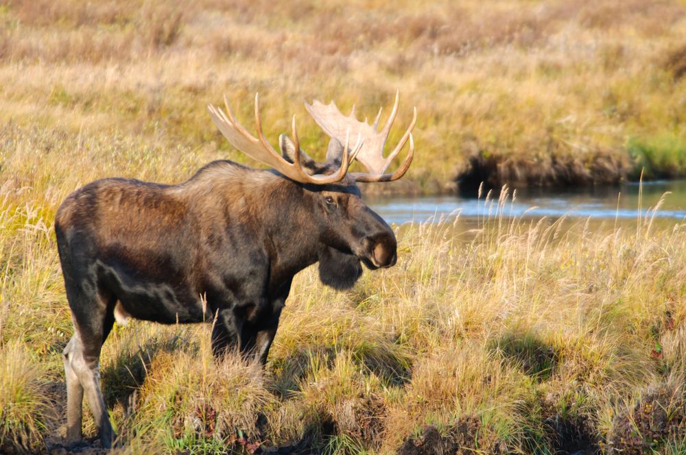 Moose tail clearance