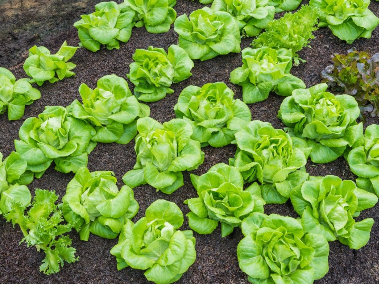 Rows Of Tom Thumb Lettuce Plants In The Garden