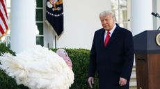 Donald Trump seen with Thanksgiving turkey "Corn" before it was pardoned.