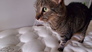 Tabby cat exploring the Saatva RX mattress