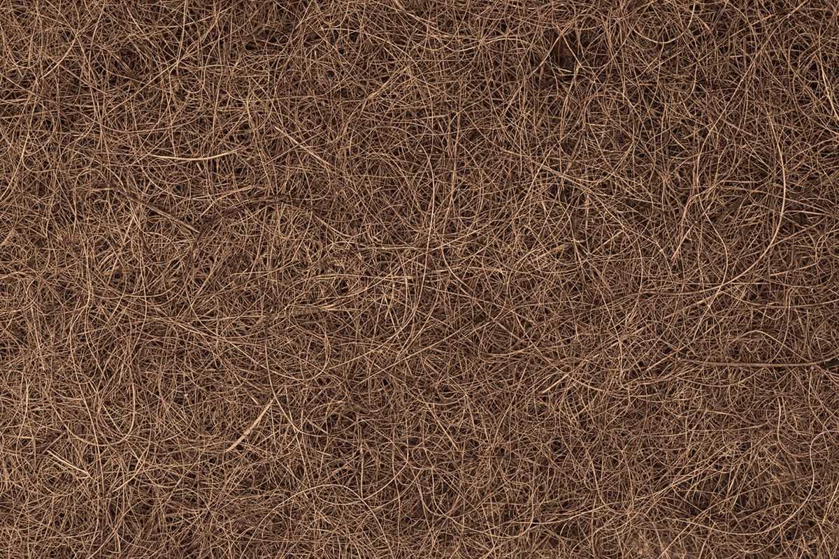 Using Coco Peat For Plants The Pros And Cons Of Coco Peat Soil