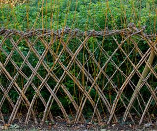 Living willow fence