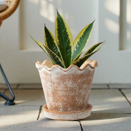 My Texas House 8 in Wave Ceramic Planter Pot, Terracotta, Indoor & Outdoor Use