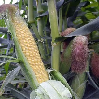 Honey Select Hybrid Triplesweet Corn Garden Seeds