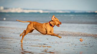 Vizsla running on beach