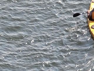 Samsung Galaxy Note 20 Ultra camera roll