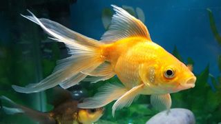 Goldfish swimming in tank