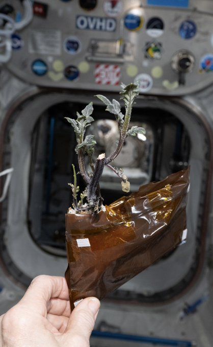 Potatoes grow sprouts while in a plastic pouch aboard the International Space Station.
