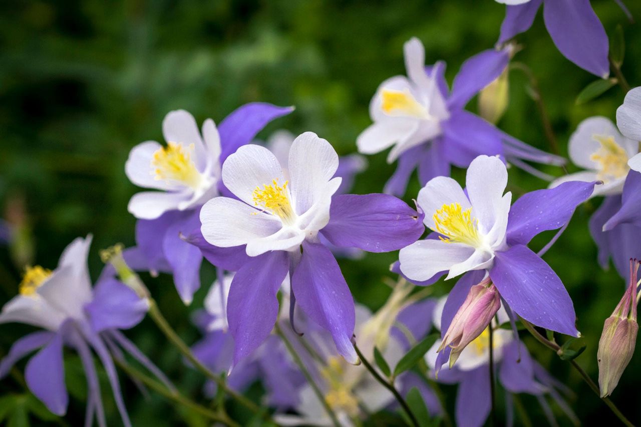 White And Purple Columbine Flowers