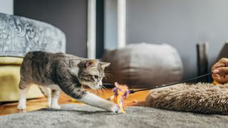 Kitten playing with toy