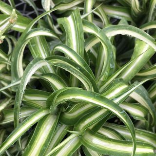 close up of a spider plant