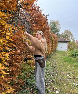 Woman wearing brown leather gardening tool belt holding two pairs of pruning shears, whilst pruning beech hedge in fall