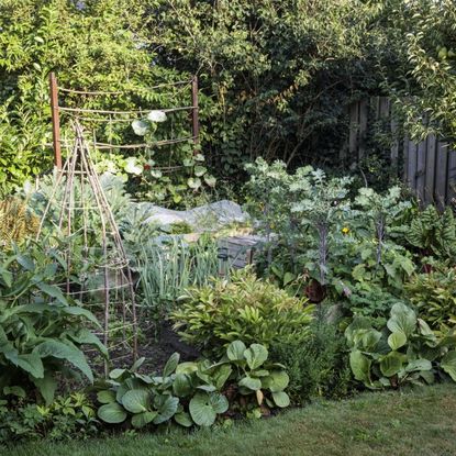 A dense vegetable garden