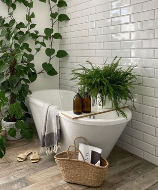 Boston Fern plant in bathroom with other plants