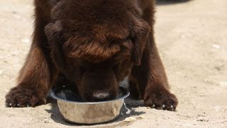 Brown Newfoundland dog eating