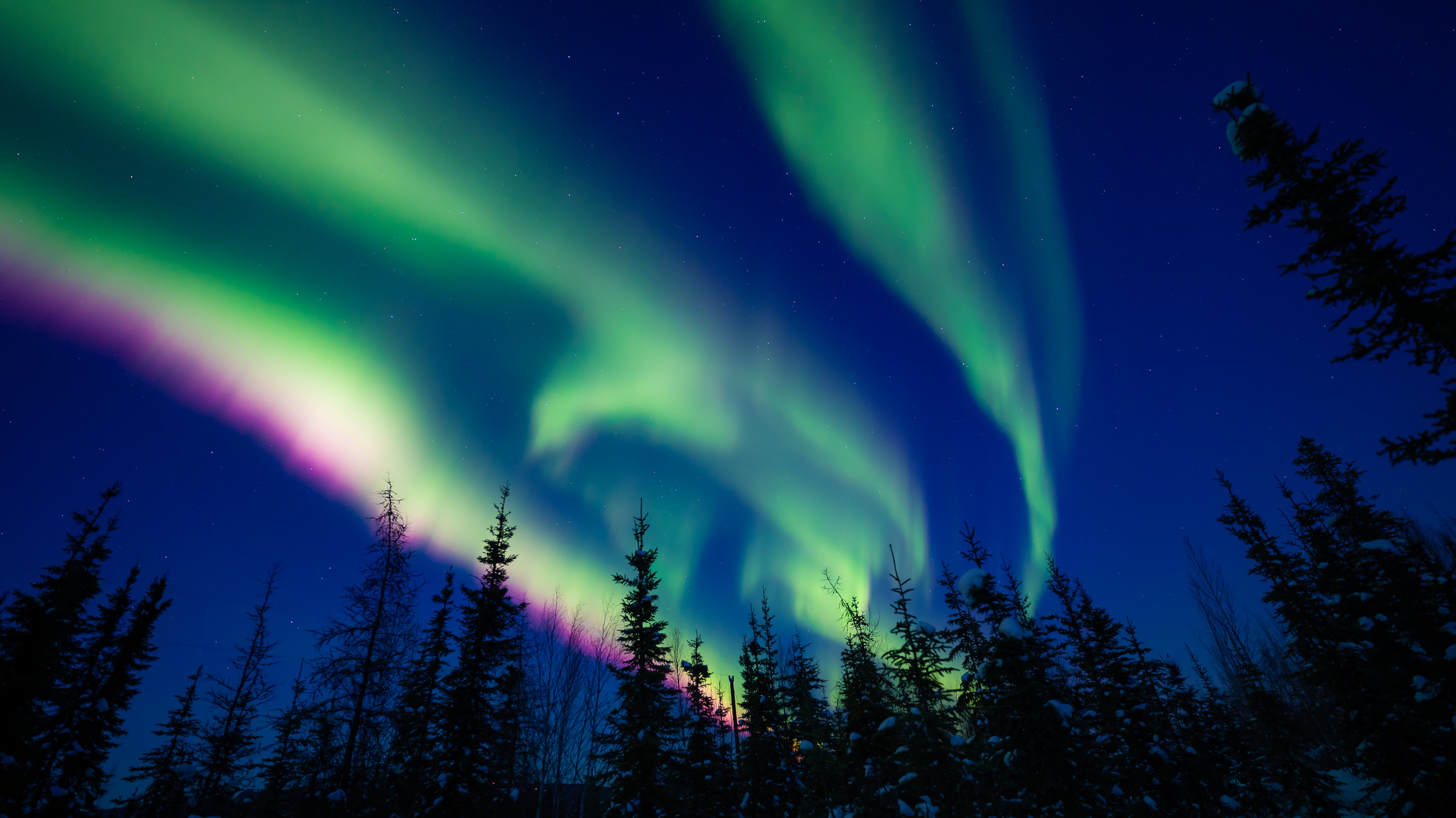 Low angle view of trees against sky at night, Fairbanks, Alaska, United States, USA