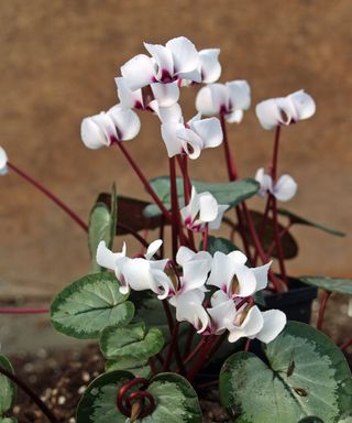 types of cyclamen Maurice Dryden growing in a container