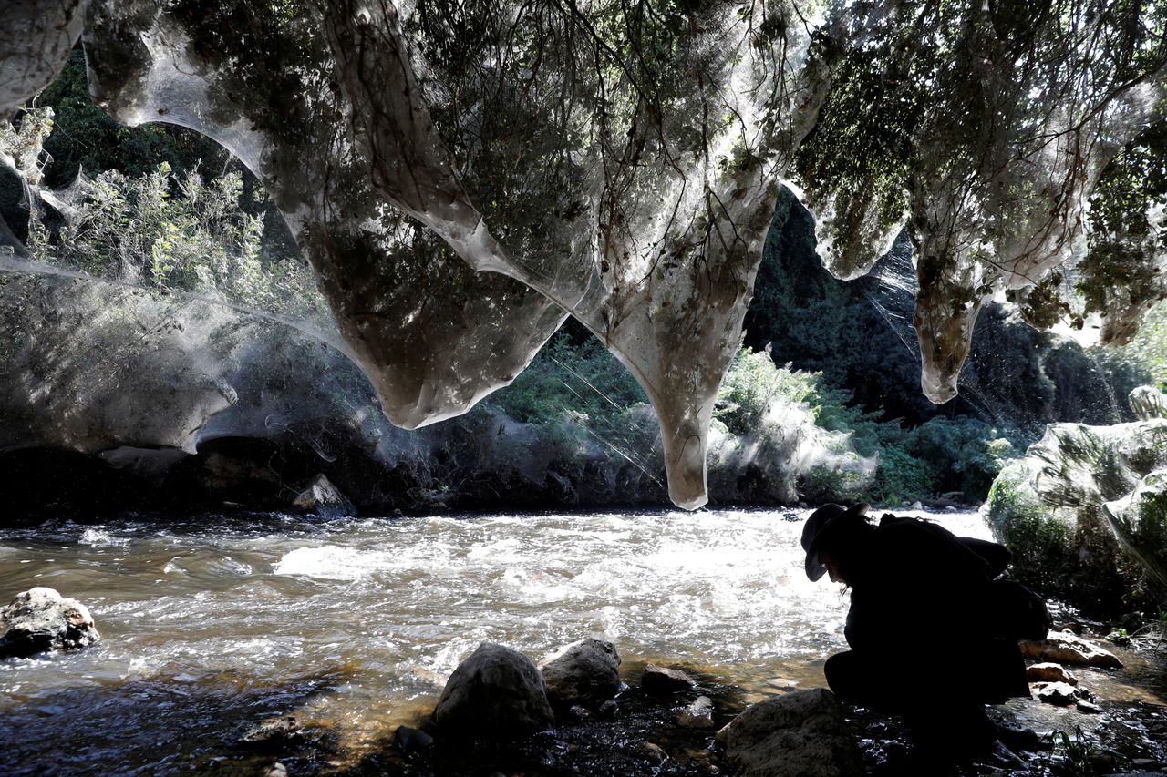 Giant spider webs.