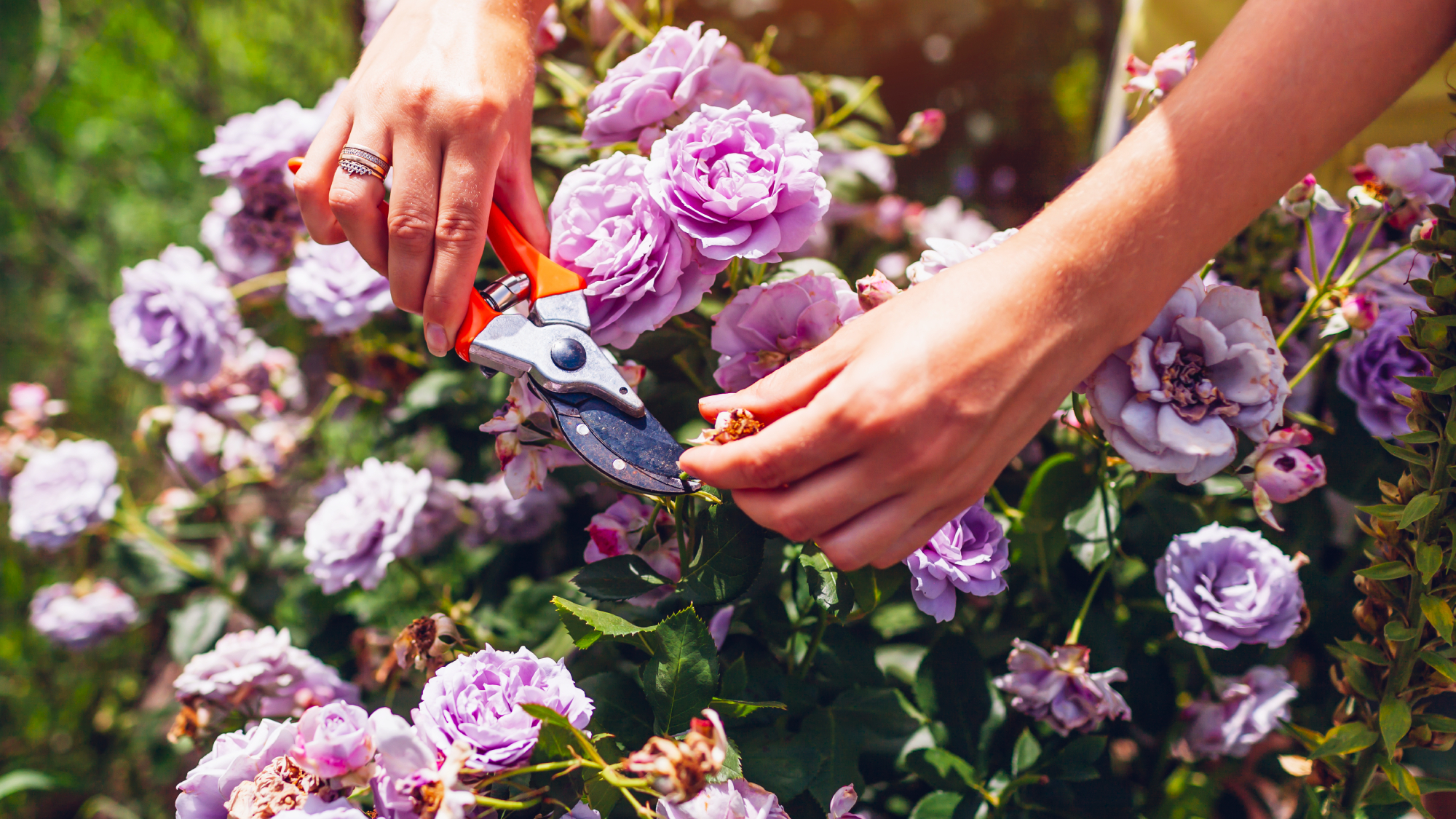 woman pruning purple roses 
