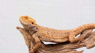 Bearded dragon