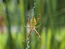Striped Yellow Spider On It's Web