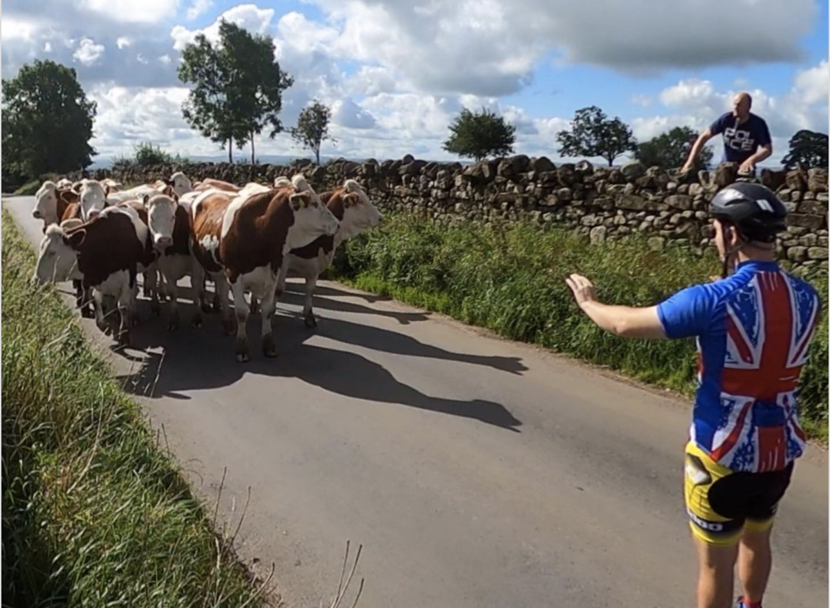 Cyclist forced to stop charging cows during mid-ride snack break ...