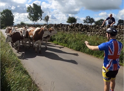 cyclist stops herd of cows