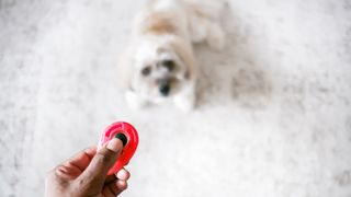 Easy ways to teach your dog new tricks — person with red clicker training white dog