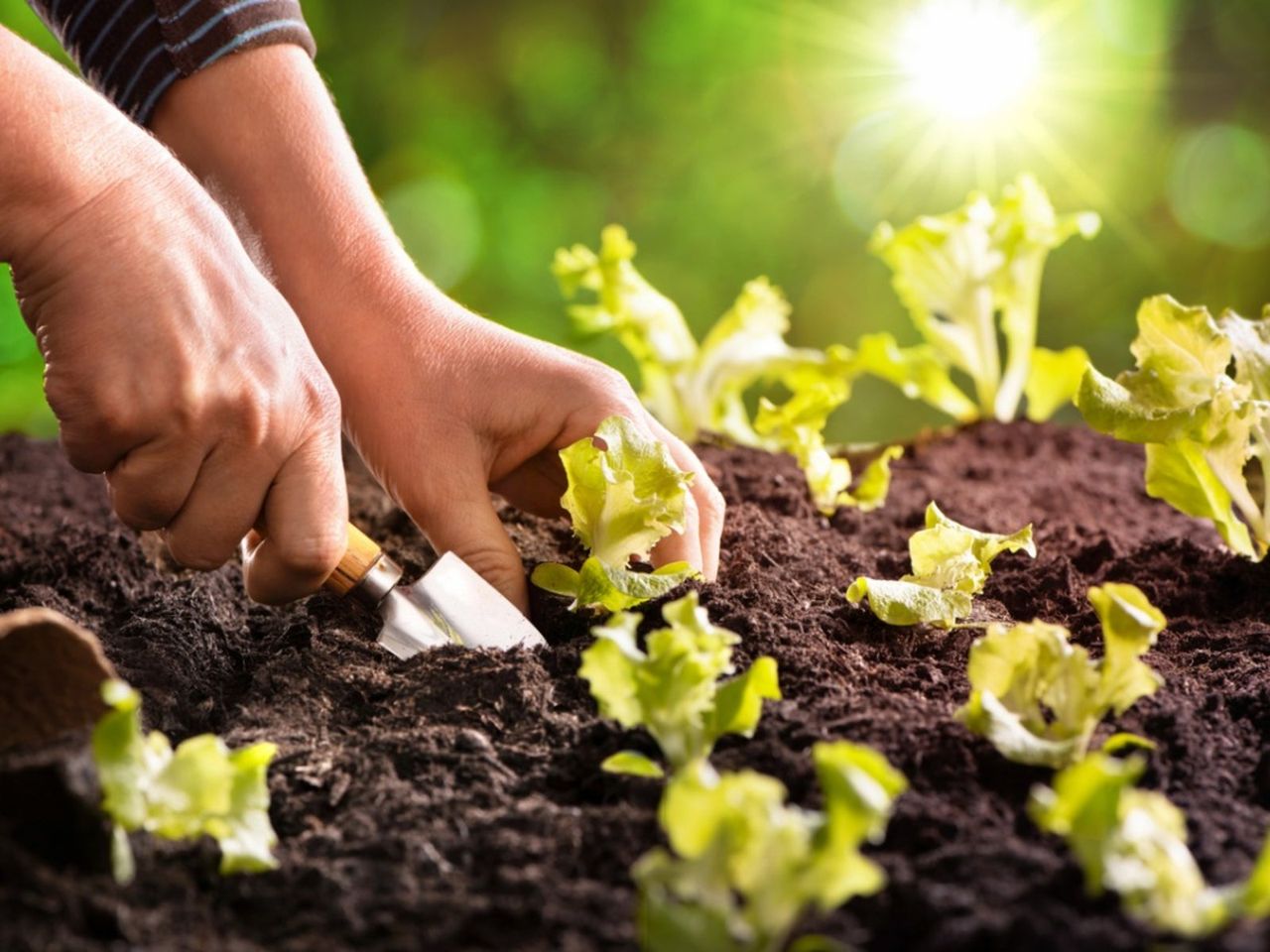 Gardener Planting Lettuce Into Rows In The Garden