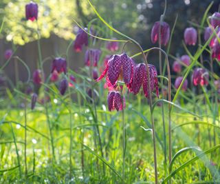 Snake's Head Fritillary